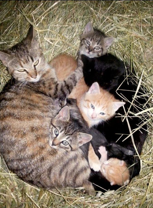 Katzenbabys Vollmershof
