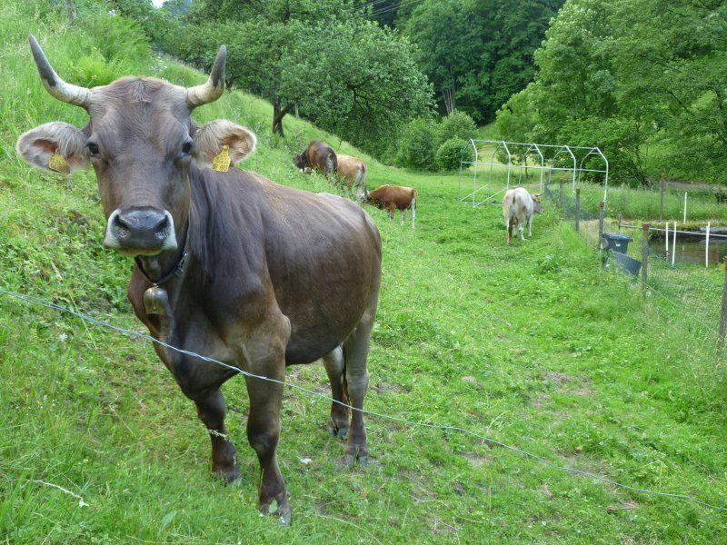 Kuh Vollmershof